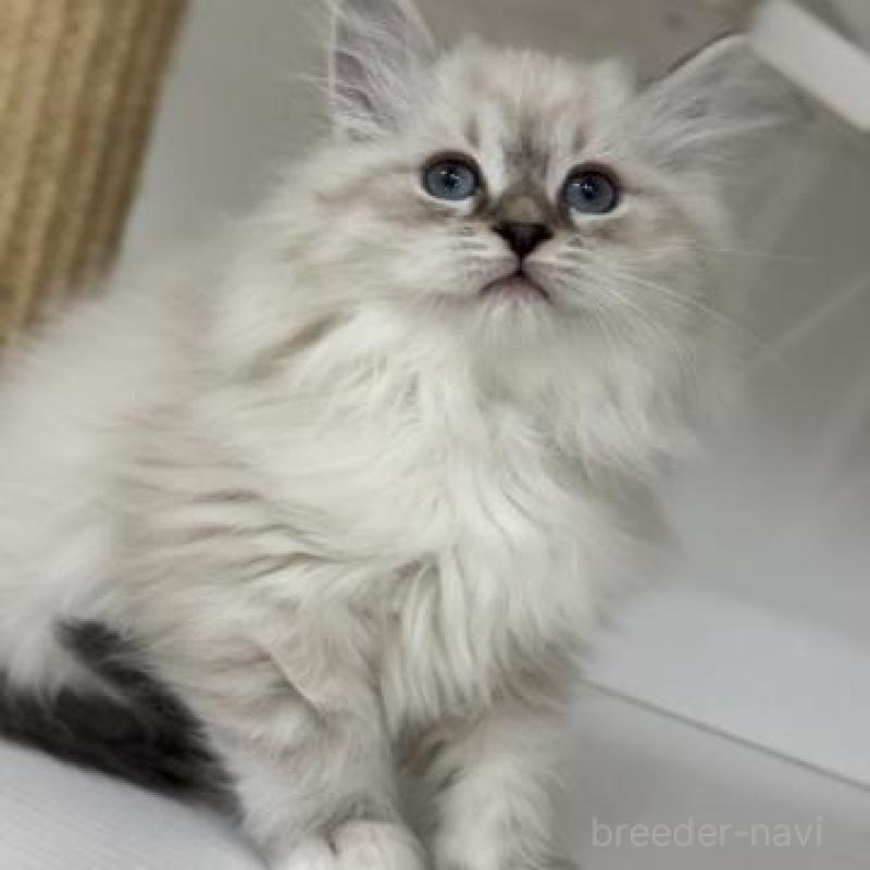 販売中の神奈川県のサイベリアン-136170の5枚目