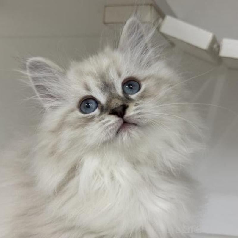 販売中の神奈川県のサイベリアン-136170