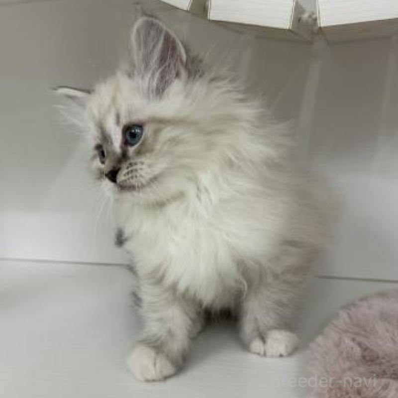 販売中の神奈川県のサイベリアン-136170の4枚目