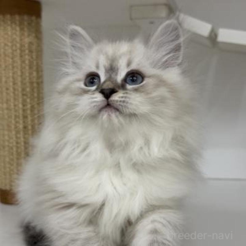 販売中の神奈川県のサイベリアン-136170の3枚目