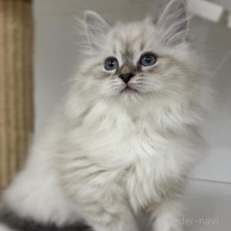 販売中の神奈川県のサイベリアン-136170の2枚目