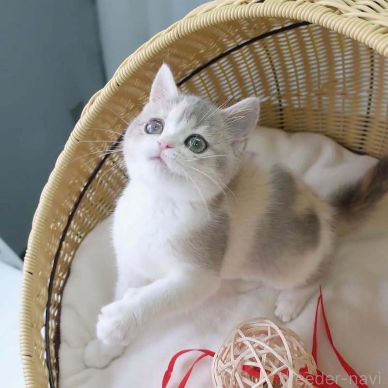 商談中の東京都のブリティッシュショートヘア-136172の4枚目