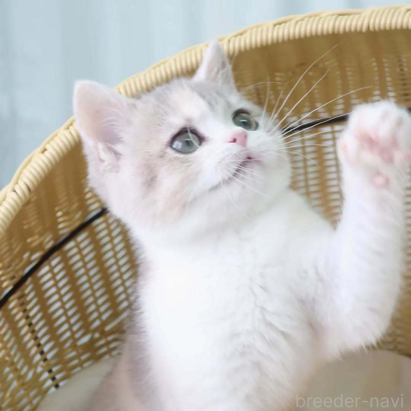 商談中の東京都のブリティッシュショートヘア-136172の3枚目