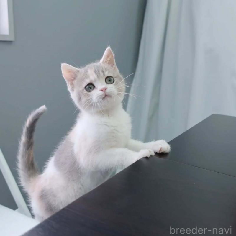 商談中の東京都のブリティッシュショートヘア-136172の2枚目