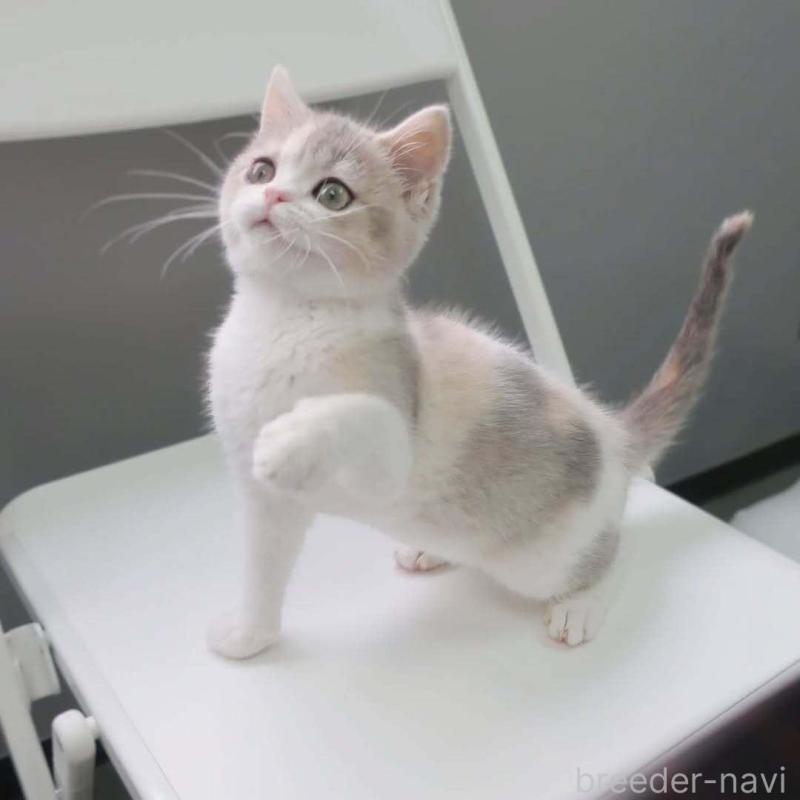 商談中の東京都のブリティッシュショートヘア-136172の1枚目