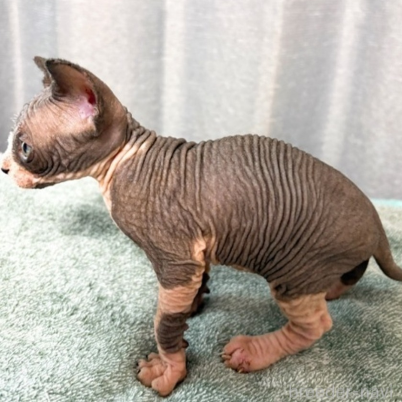 商談中の北海道のスフィンクス-136173の5枚目