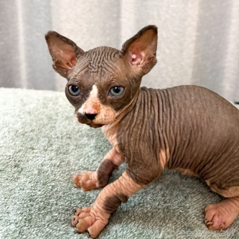 商談中の北海道のスフィンクス-136173の4枚目