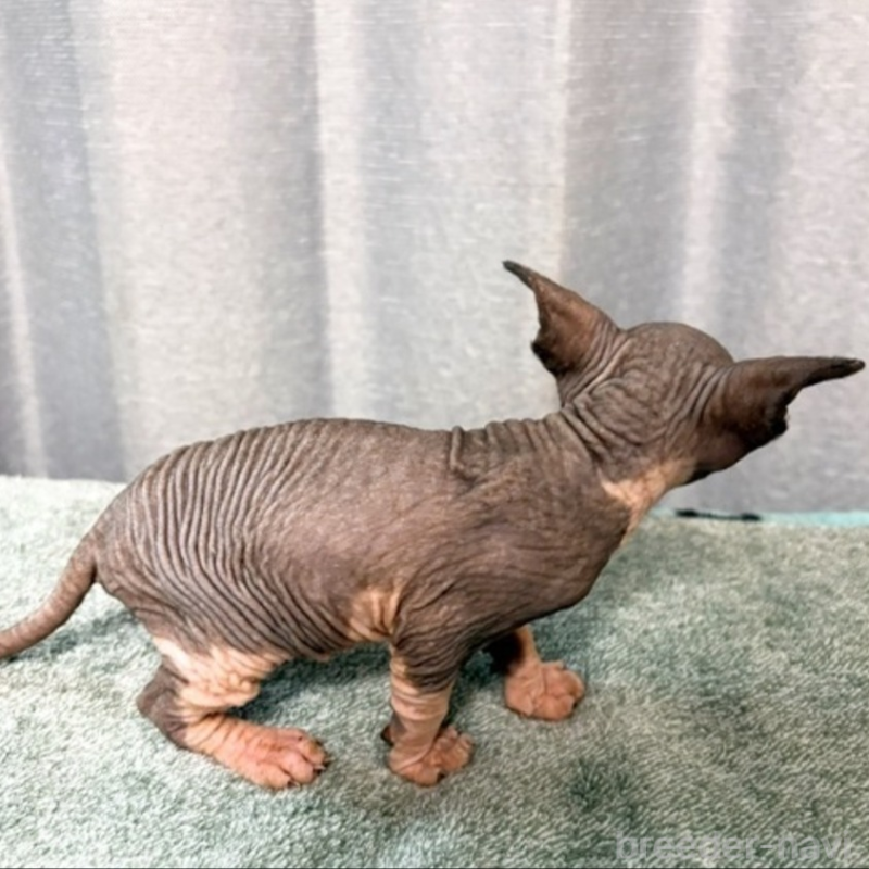 商談中の北海道のスフィンクス-136173の3枚目