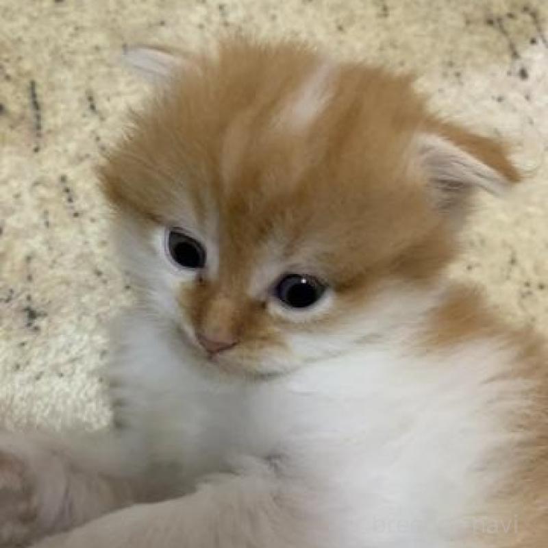 販売中の静岡県のスコティッシュフォールド-136174の1枚目