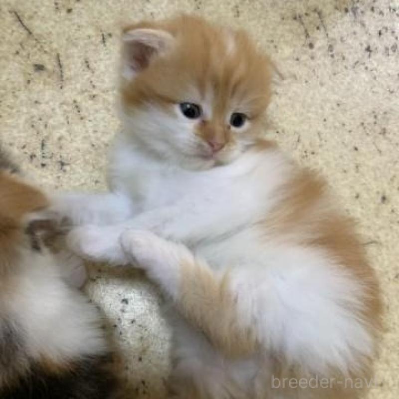 販売中の静岡県のスコティッシュフォールド-136174の3枚目