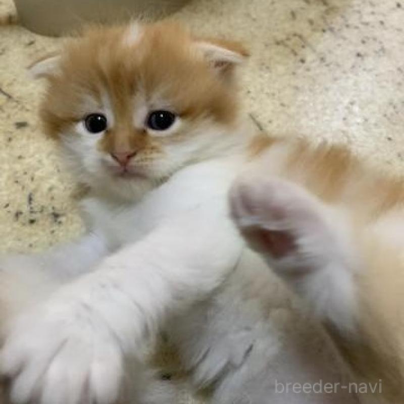 販売中の静岡県のスコティッシュフォールド-136174の2枚目