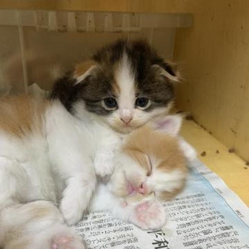 販売中の静岡県のスコティッシュフォールド-136176の3枚目