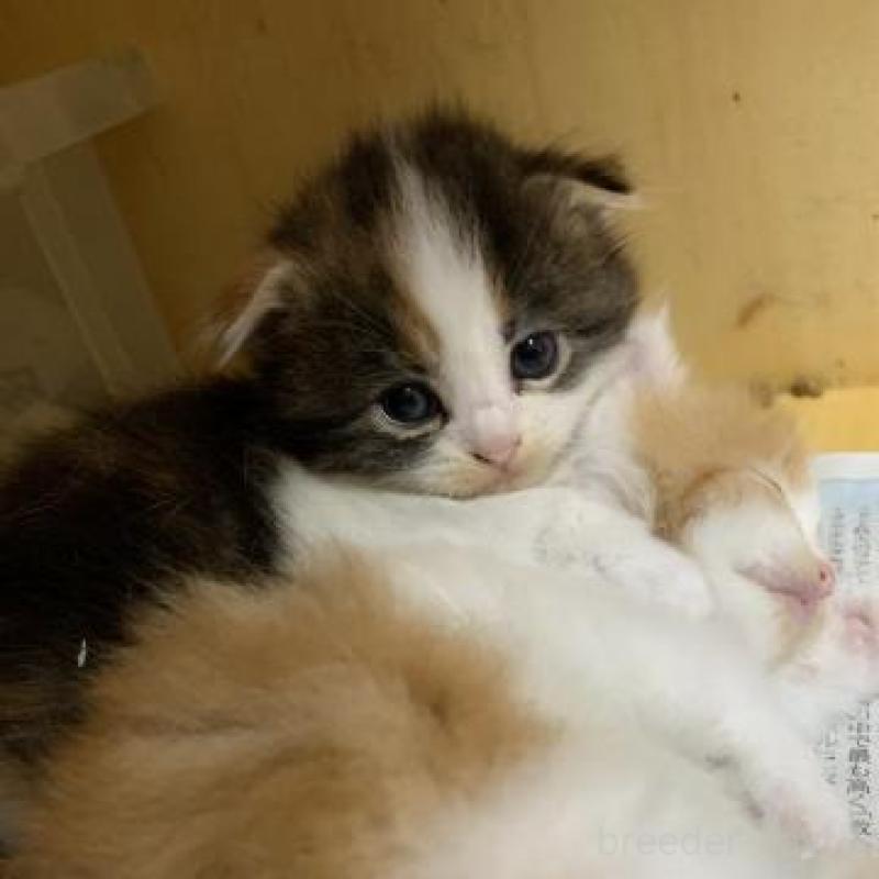 販売中の静岡県のスコティッシュフォールド-136176の2枚目