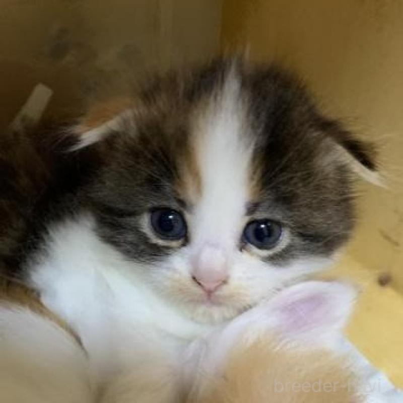 販売中の静岡県のスコティッシュフォールド-136176