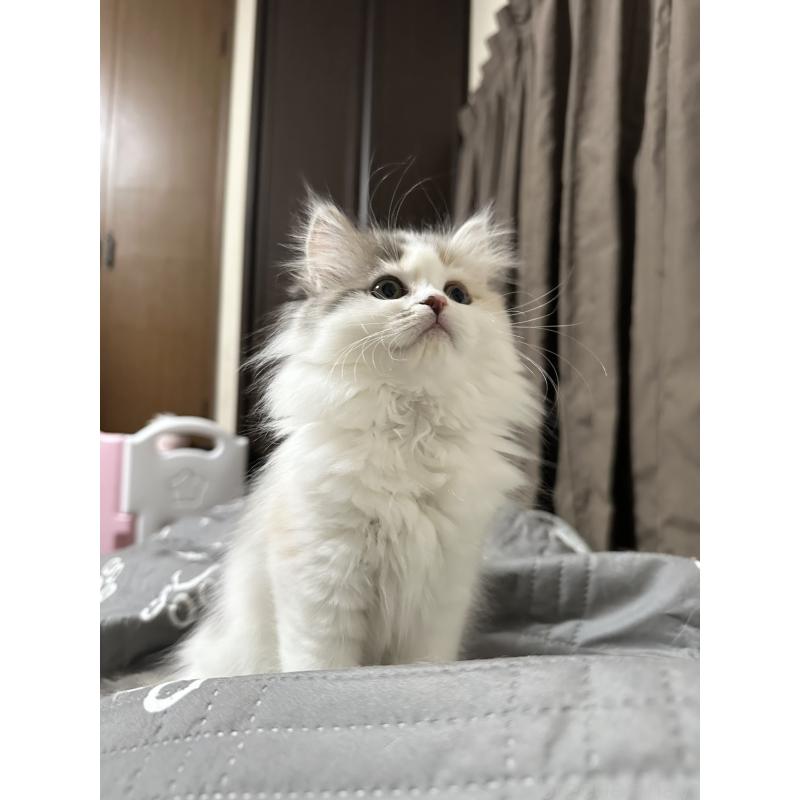 商談中の千葉県のミヌエット-134850の3枚目