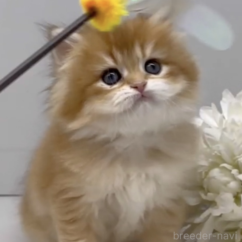 販売中の岡山県のブリティッシュショートヘア-136177の2枚目