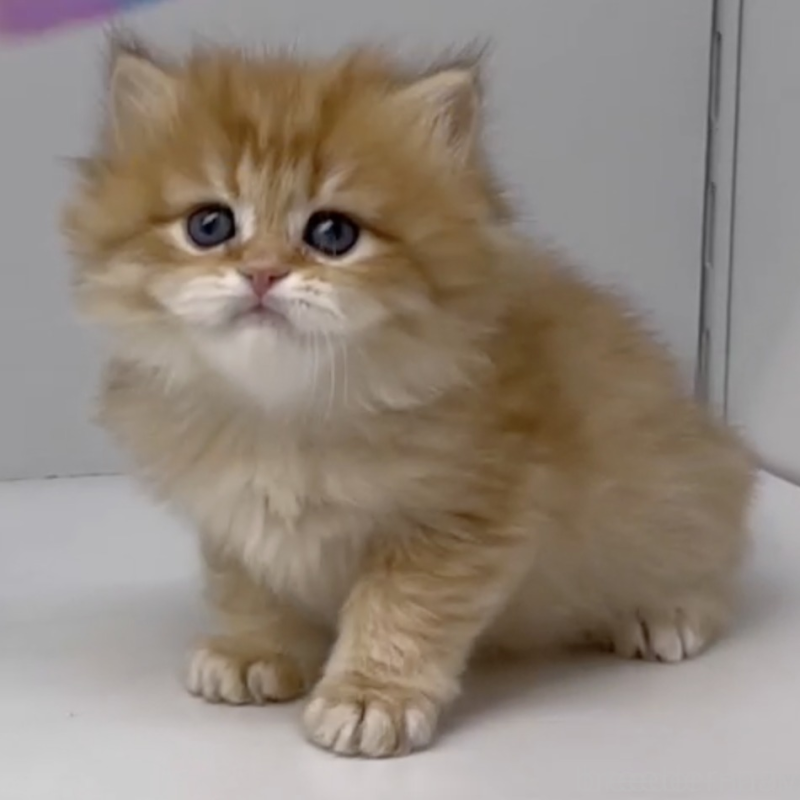 販売中の岡山県のブリティッシュショートヘア-136178