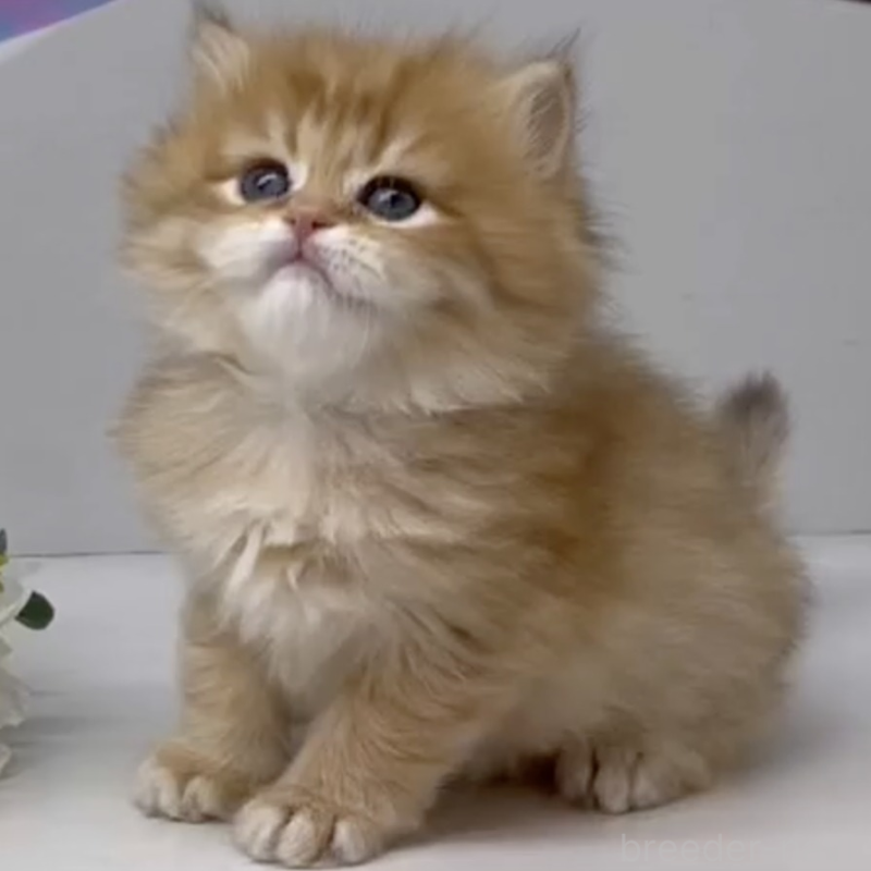 販売中の岡山県のブリティッシュショートヘア-136178の2枚目