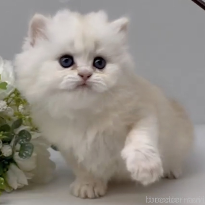 販売中の岡山県のブリティッシュショートヘア-136179