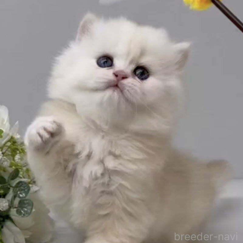 販売中の岡山県のブリティッシュショートヘア-136179の2枚目