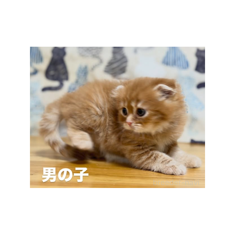 販売中の愛知県のスコティッシュフォールド(折れ耳)-136181の3枚目
