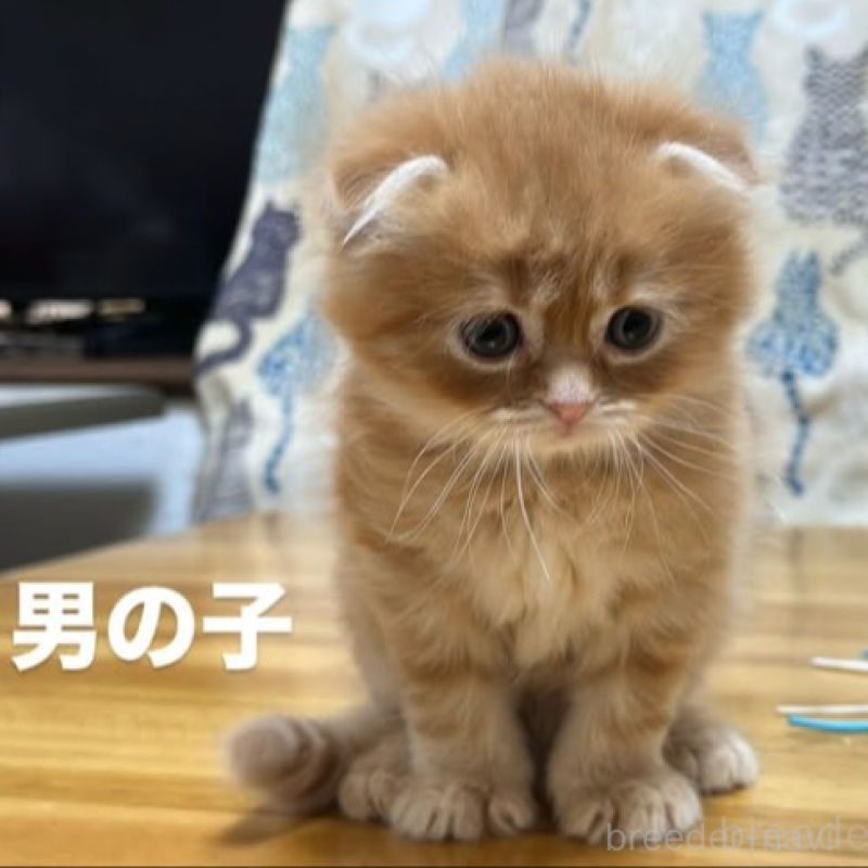販売中の愛知県のスコティッシュフォールド(折れ耳)-136181の2枚目