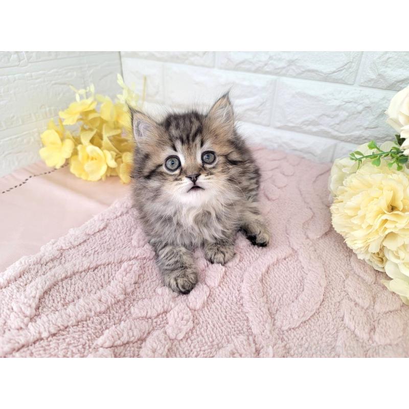 販売中の埼玉県のミヌエット-136182の1枚目