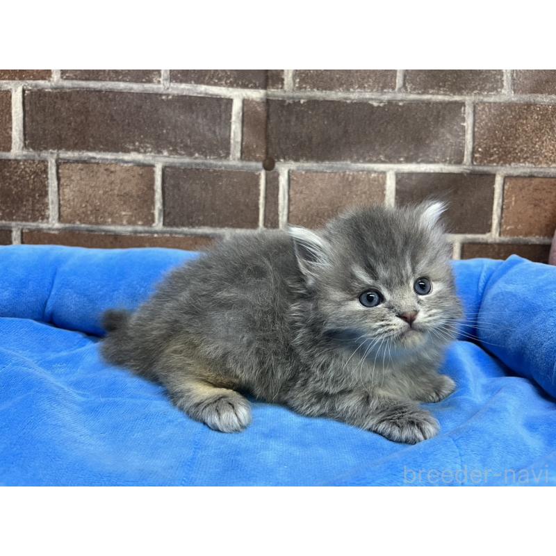 販売中の東京都のミヌエット-136180の13枚目