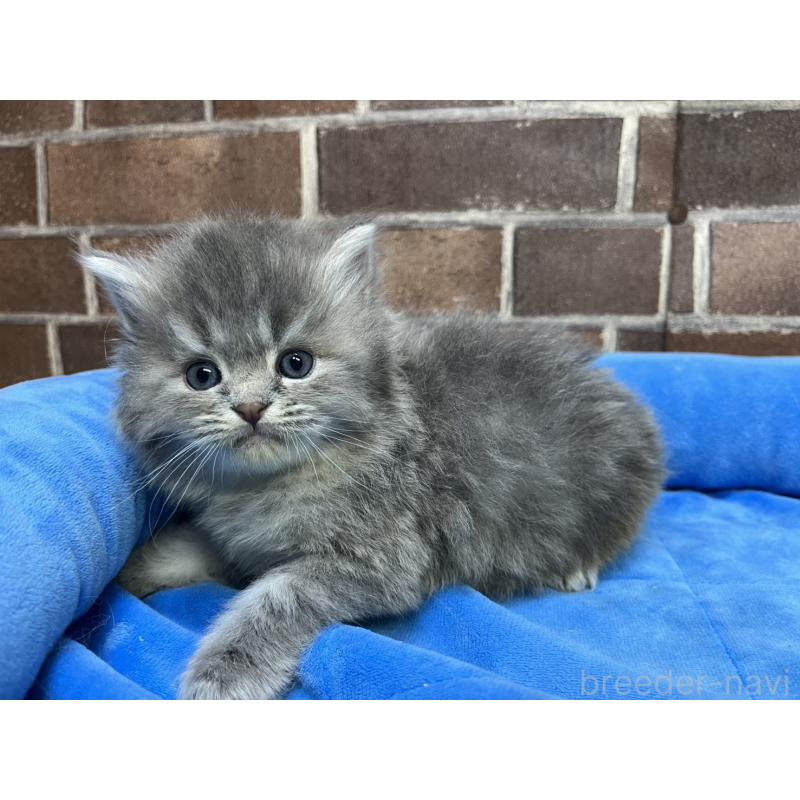 販売中の東京都のミヌエット-136180の12枚目