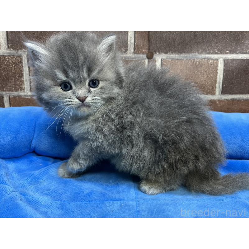 販売中の東京都のミヌエット-136180の11枚目