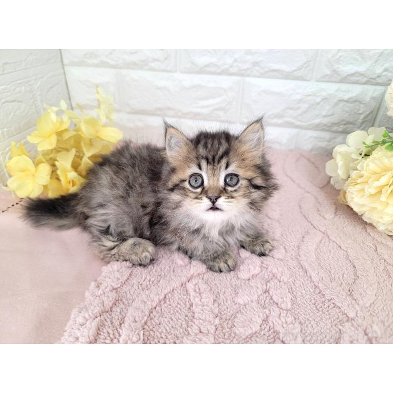 販売中の埼玉県のミヌエット-136182の6枚目