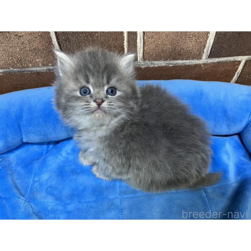 販売中の東京都のミヌエット-136180の10枚目