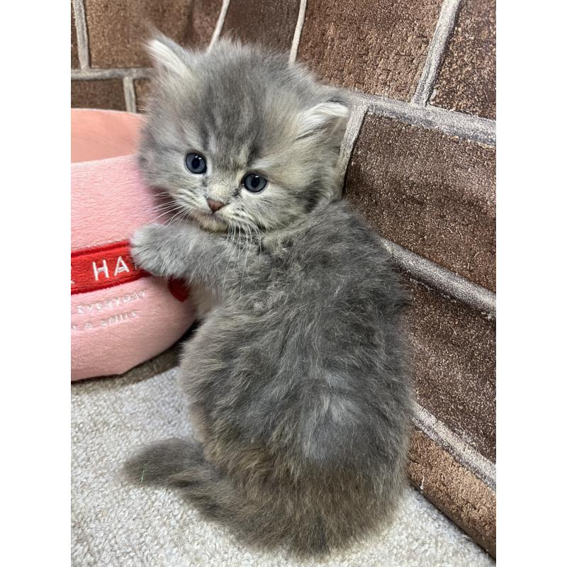 販売中の東京都のミヌエット-136180の9枚目