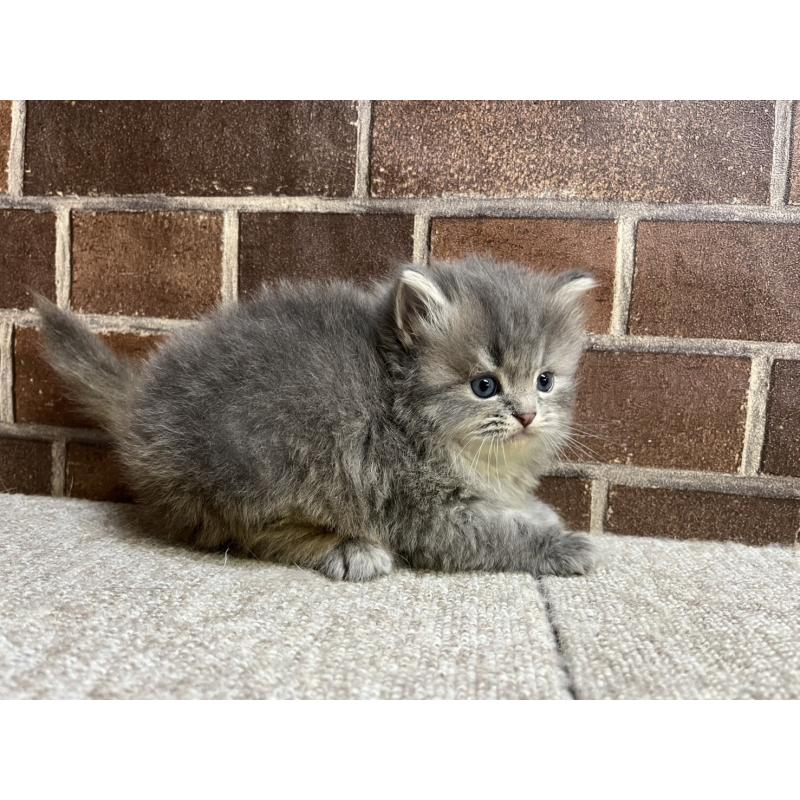 販売中の東京都のミヌエット-136180の8枚目