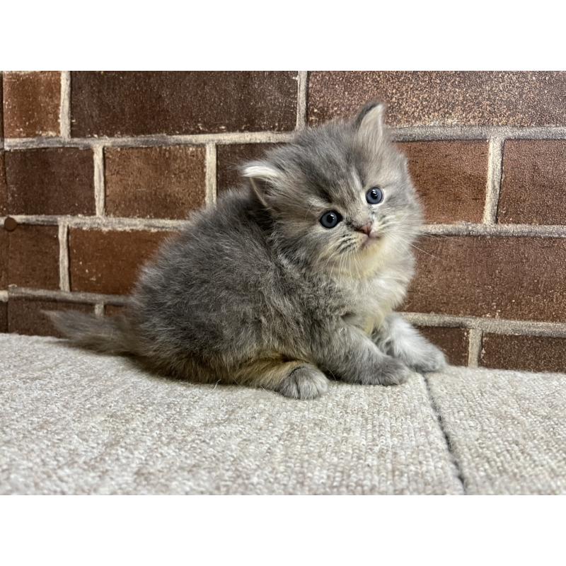 販売中の東京都のミヌエット-136180の7枚目