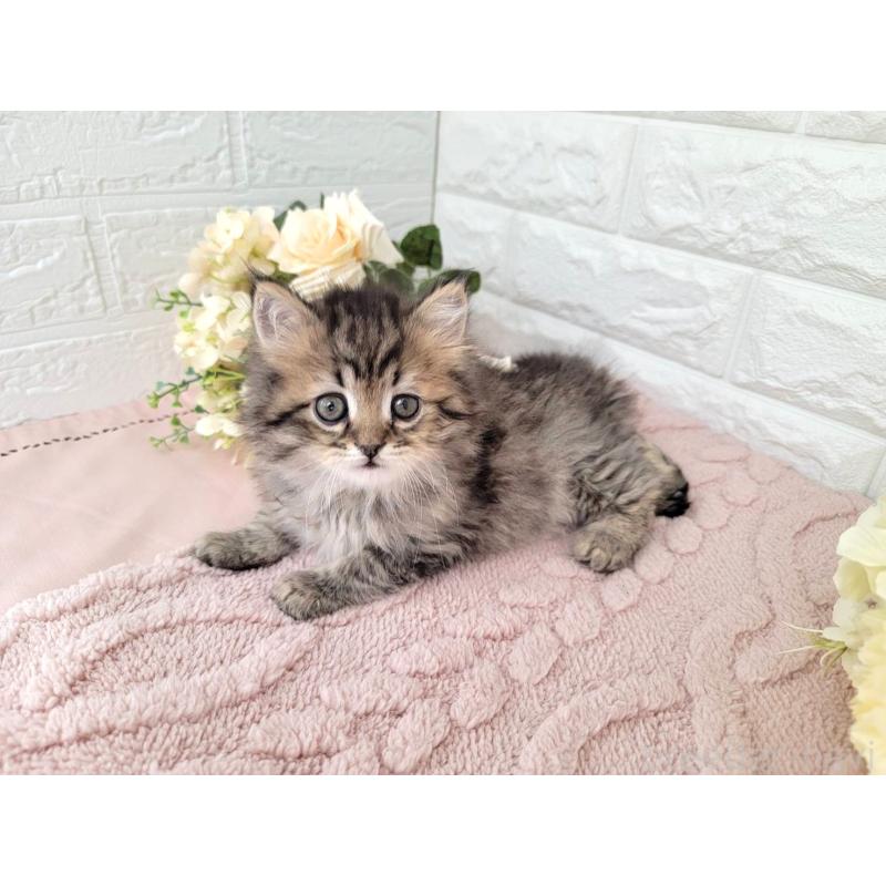 販売中の埼玉県のミヌエット-136182の5枚目