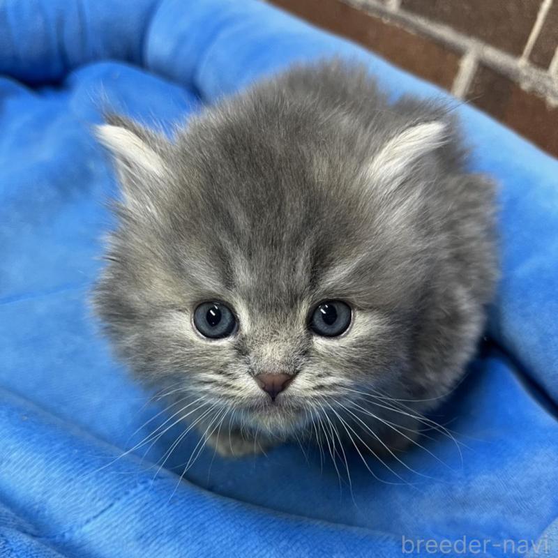 販売中の東京都のミヌエット-136180の6枚目