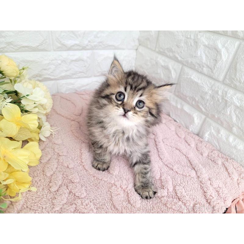 販売中の埼玉県のミヌエット-136182の4枚目