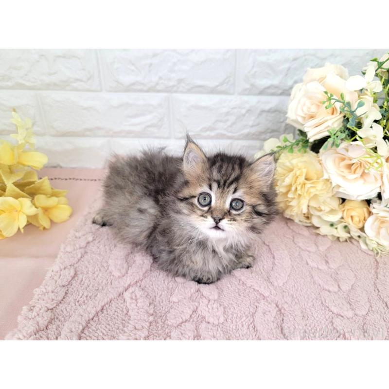 販売中の埼玉県のミヌエット-136182の3枚目