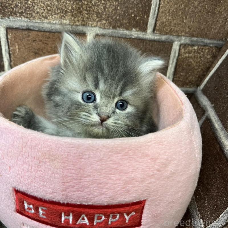 販売中の東京都のミヌエット-136180の5枚目