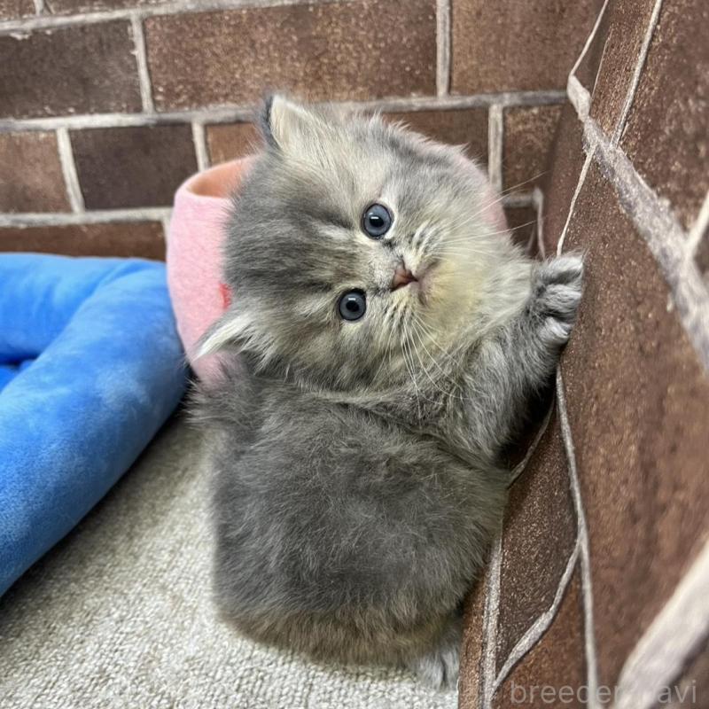 販売中の東京都のミヌエット-136180の3枚目