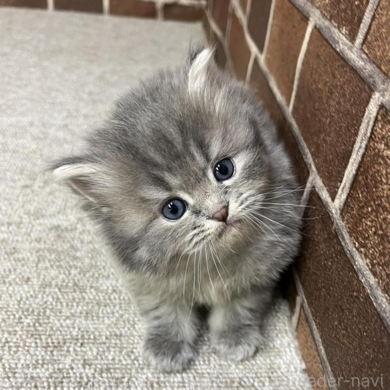 販売中の東京都のミヌエット-136180