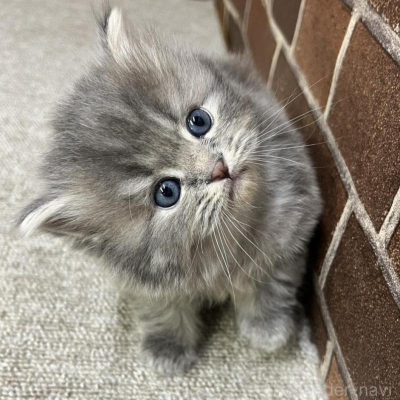 販売中の東京都のミヌエット-136180の2枚目