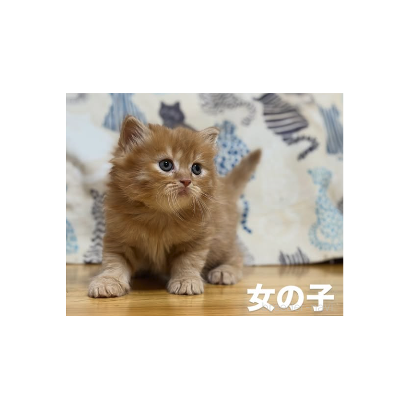 販売中の愛知県のスコティッシュフォールド-136183の2枚目