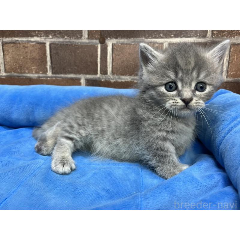 販売中の東京都のミヌエット(短足)-136184の14枚目