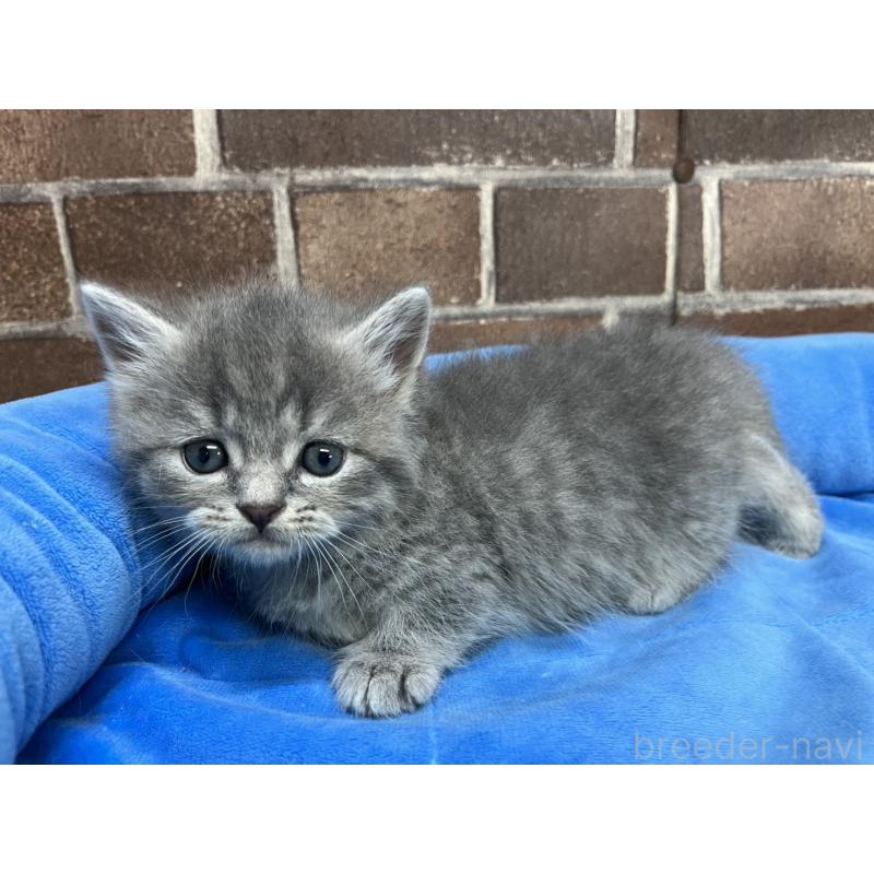 販売中の東京都のミヌエット(短足)-136184の13枚目