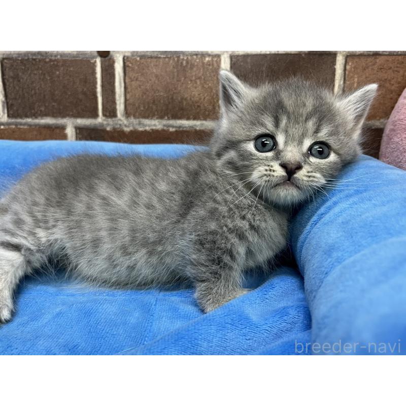 販売中の東京都のミヌエット(短足)-136184の11枚目