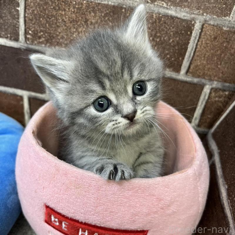 販売中の東京都のミヌエット(短足)-136184の10枚目