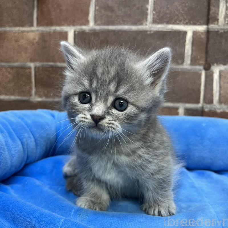 販売中の東京都のミヌエット(短足)-136184の8枚目