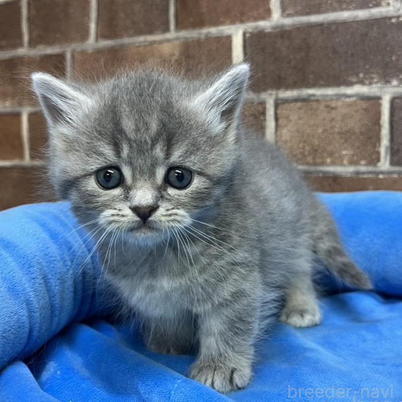 販売中の東京都のミヌエット(短足)-136184の7枚目